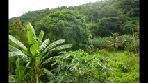 Real Estate in Grenada- 4 acres of Residential land and and a 3 Bedroom home for sale in St George's