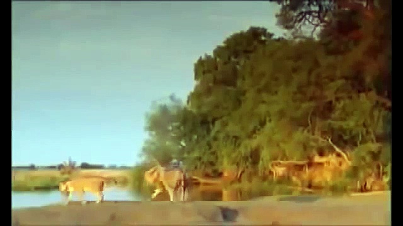 The Whole Story Elephants And Lions - National Geographic