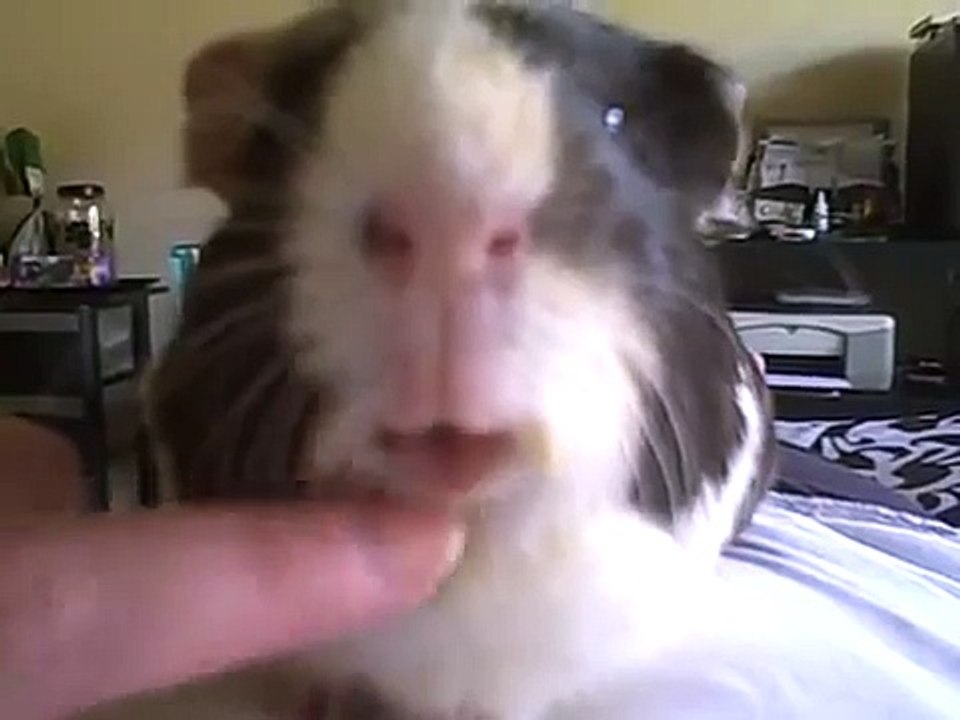 Pig Lips 2