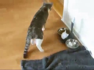 Gato Borracho  (sedado después de la visita al veterinario)