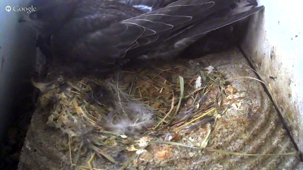 13.7.1-8:52-1:33 Mauersegler Kamera im Nistkasten 2 Junge (REPLAY)