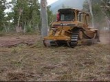 Tree Clearing With A Cat D6 Dozer