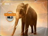 Abejas: El miedo de los elefantes