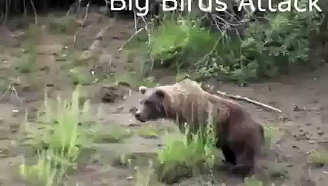 Oojalo - Can You Name This Bird_