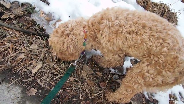 The Fixx: 'Elemental' (Full-Album Uploaded in 720p HD)