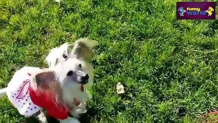 Speaking dogs  Compilation 2015   Funny dog Videos   HD   720p