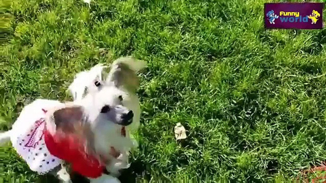 Speaking dogs  Compilation 2015   Funny dog Videos   HD   720p