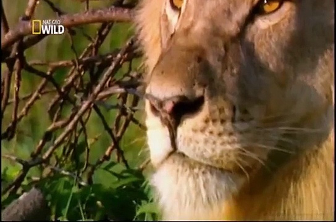 Ataque Animal - Leão - Epi-05 (Completo e Dublado) // NatGeo Wild