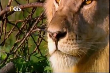 Ataque Animal - Leão - Epi-05 (Completo e Dublado) // NatGeo Wild