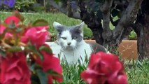 Funny Cats Compilation Most See Funny Cat Videos Ever