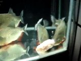 Piranha-Pygocentrus cariba 黑紋紅腹食人魚餵食（冷凍蝦仁棒2）