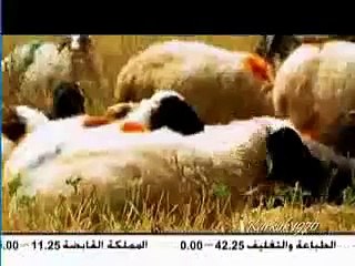 Exclusive Full Report: Arab MBC TV in Kurdistan 2010 🌍