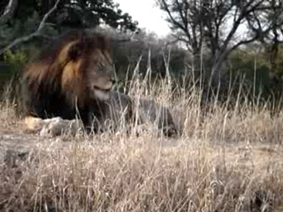 Face au lion