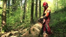 Forestier-bûcheron / Forestière-bûcheronne - Zoom sur les métiers