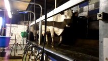 traite des vaches  laitières  2013