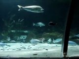 Kelly Tarltons - Big Fish Tank