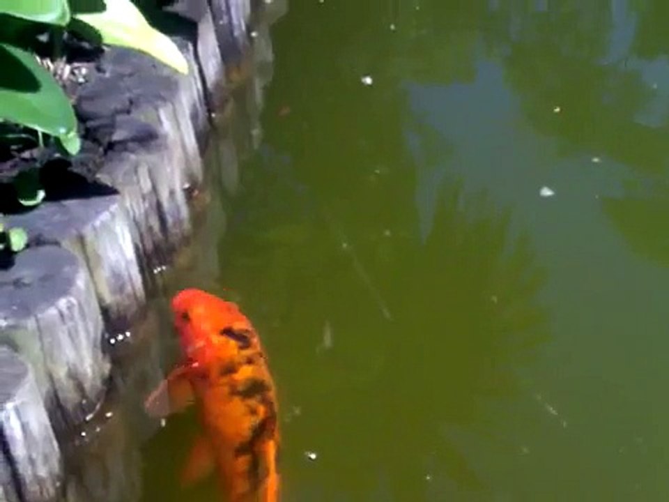 pez carpa naranja gigante
