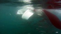 Planktivore FEEDING FRENZY - Whale Sharks, Mantas, 100s of Devil Rays