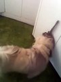 Dog Training/Service Dog Skills: Havanese Opening/Closing Cabinet Door