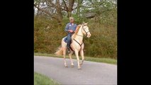 Singlefoot racking horse for sale  --S O L D ---