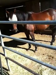 Man teaches disrespectful Horse to recognize him as a leader in 6 minutes