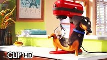 Meet Buddy from 'The Secret Life Of Pets' (2016) HD