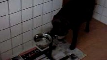 Joey 026