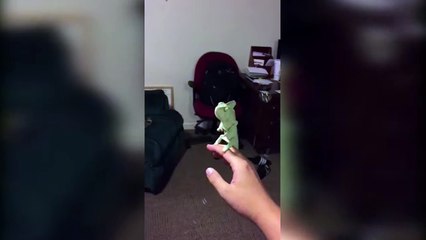 Un caméléon essaye d'attraper des bulles de savon