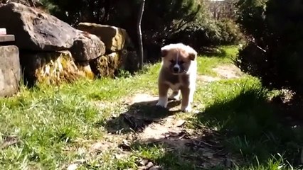 Akita Inu - LITTER C - 2015 - PUPPIES 6 WEEKS