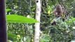 Los Monos Capuchinos del Ecuador