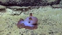 Un pulpo Dumbo nadando con sus 