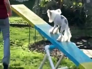 Chinese Crested Vision Impaired