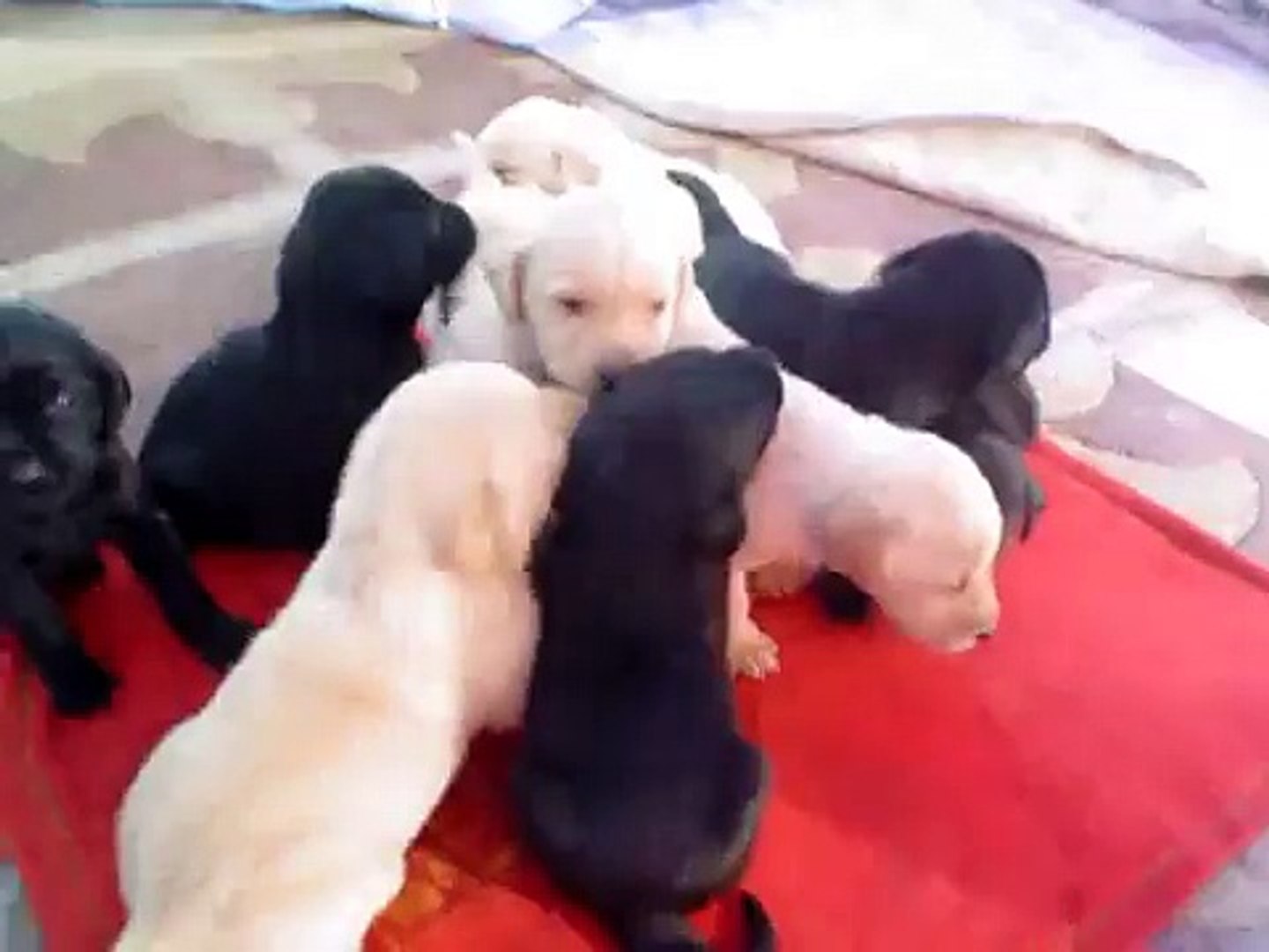 Cachorros Labrador