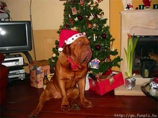 navidad 2008 animales