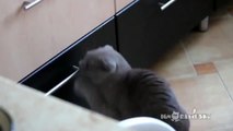 Cat Burglar Busted - Funny Cat Gets Caught Breaking Into A Drawer