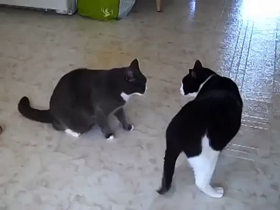 Cat Fight