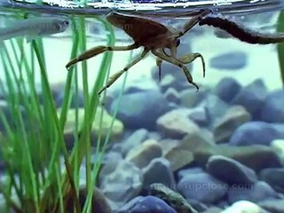 Waterbug catching beetles, tadpoles and backswimmers (#238)