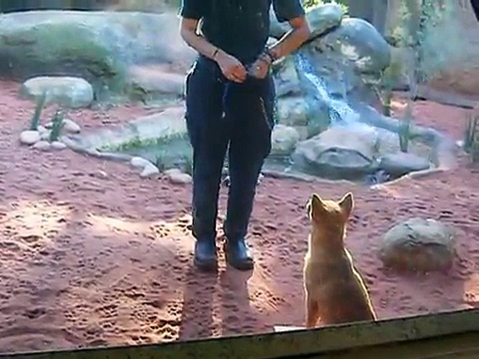 Dingo pups training