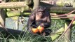 Animals play with Halloween pumpkins at ZSL Whipsnade Zoo