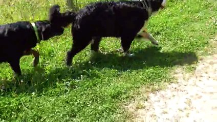 Jazzy Bouvier Bernois par Cailin Marcelle www.educateurcanin.com résultats en 7 leçons