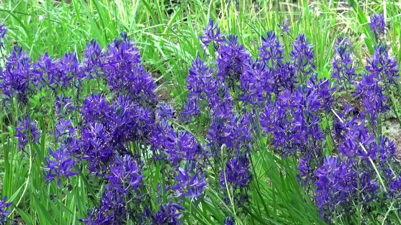 ポール・スミザー　Camassia quamash　カマッシア クアマシ