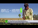 400k football fields worth of opium in Afghanistan, despite US cash injections