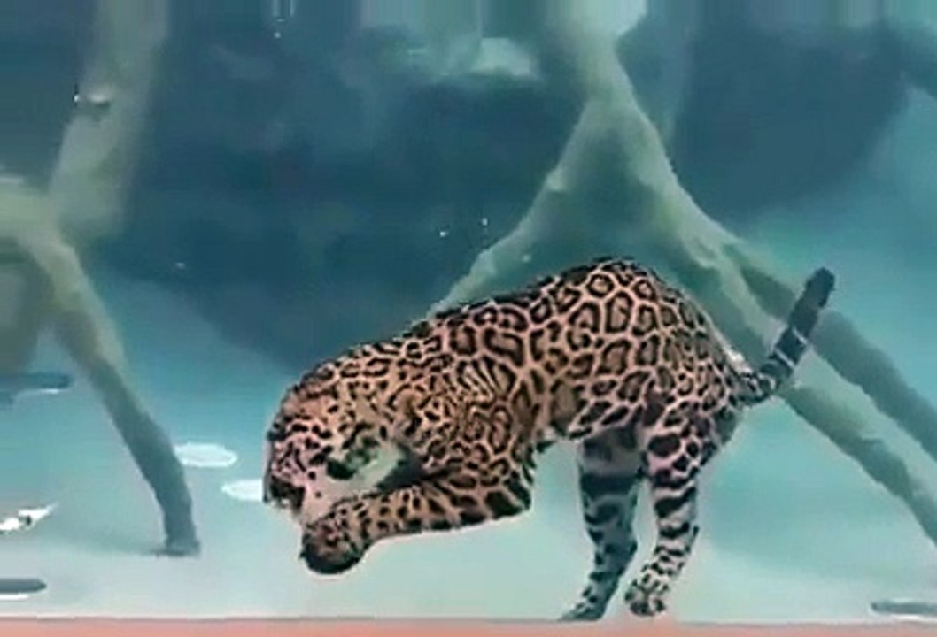 Diving Tiger!