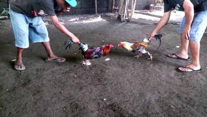 Rgf Gamefowl mclean vs Dom cross