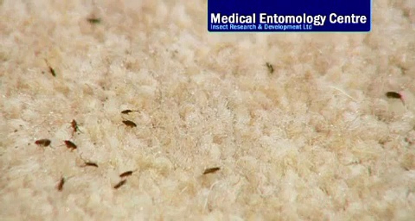 Vlo & Mijt Omgevingsspray (Sectolin)