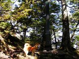 登山犬ジロー（柴犬）　皇海山2.144m