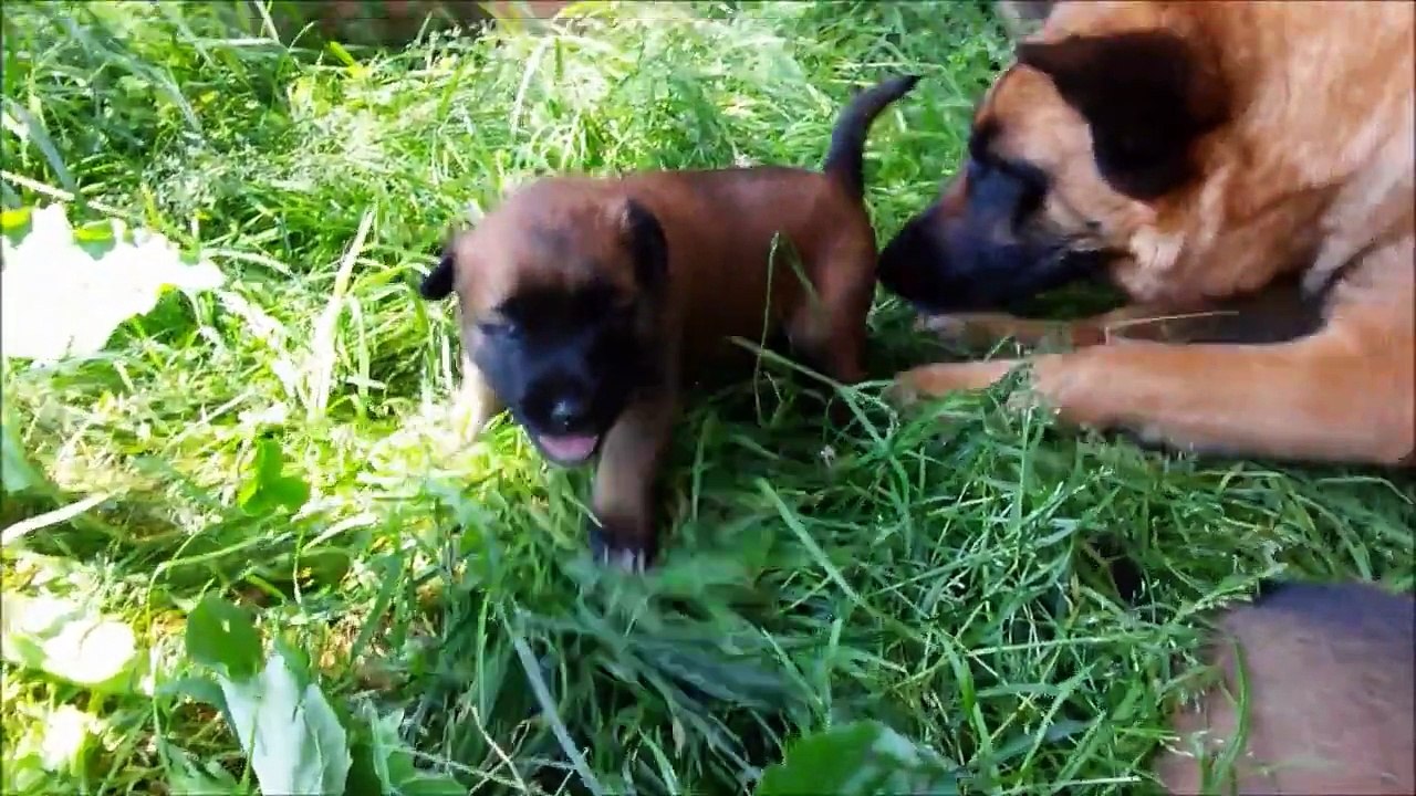 Sociabilisation chiots Berger Malinois âgés de 19 jours -  elevage Gaia Vlka