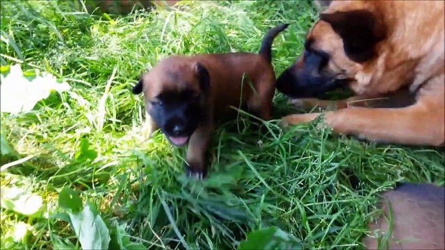 Sociabilisation chiots Berger Malinois âgés de 19 jours - elevage Gaia Vlka