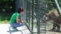 Un centre d'accueil des ours roumains sauvés de la captivité