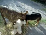 pitbull peleando con dos perros callejeros